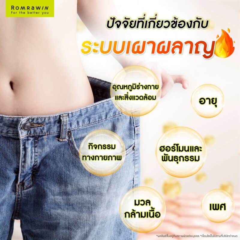 ระบบเผาผลาญมีปัจจัยที่ส่งผลต่อการทำงานไหม ?