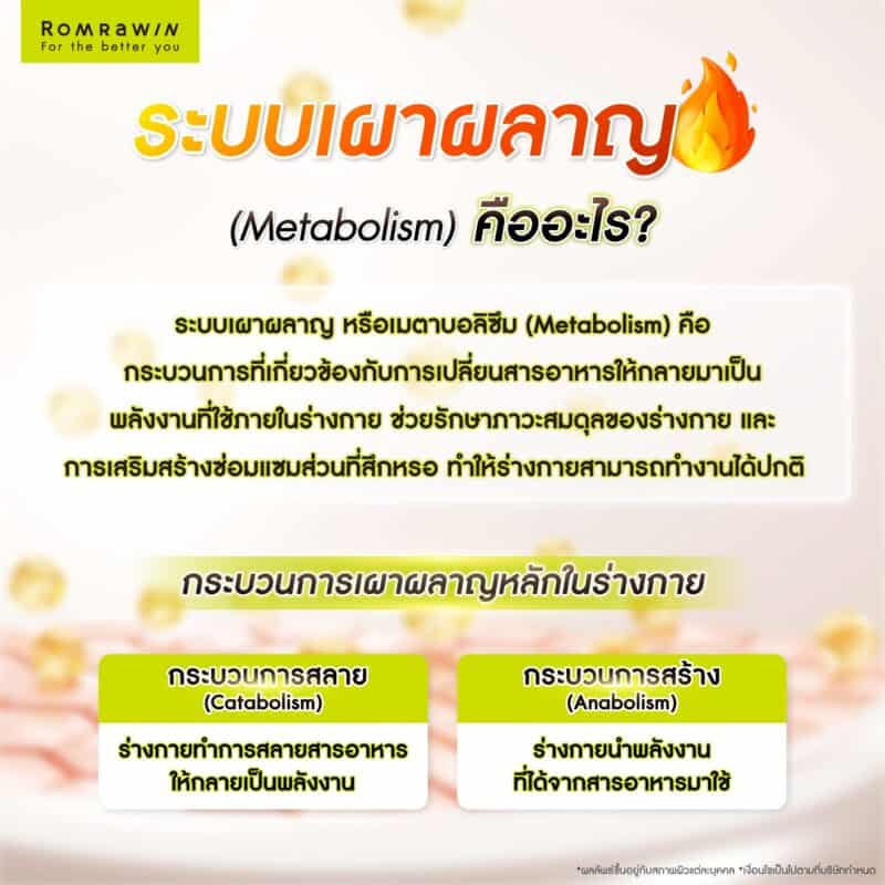 ระบบเผาผลาญ (Metabolism) คืออะไร?