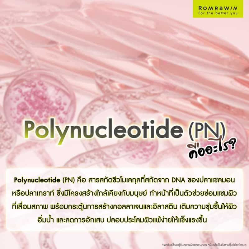 Polynucleotide (PN) คืออะไร?