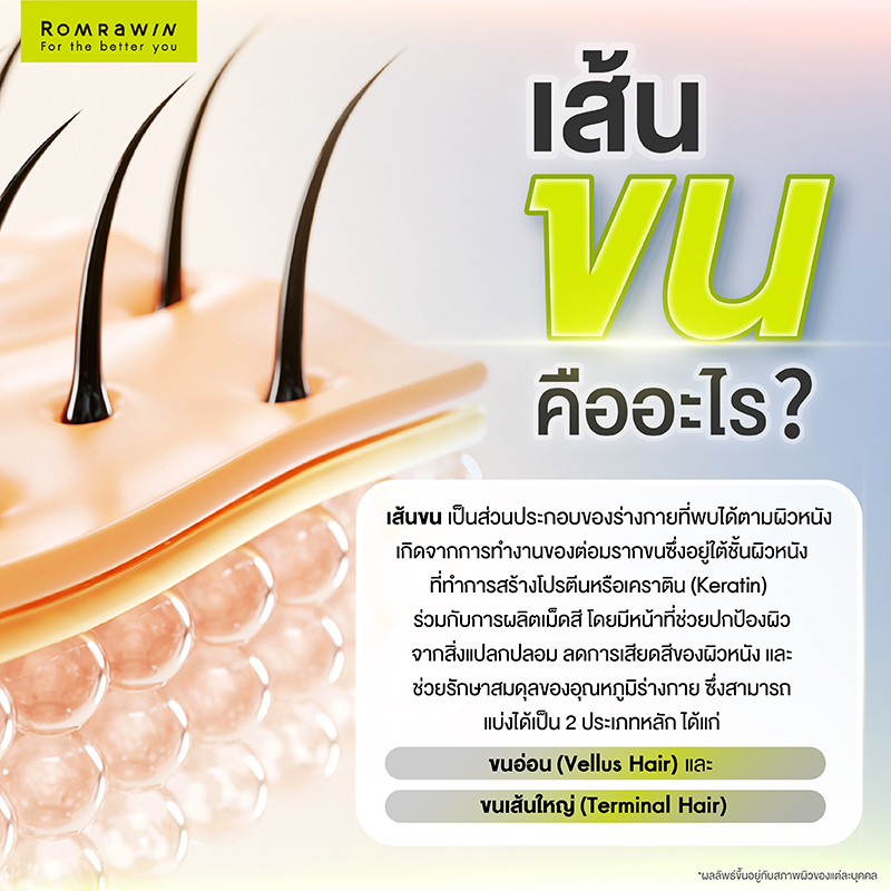 เส้นขนในร่างกาย คืออะไร?